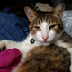 Illustration for article titled My Thanksgiving Miracles (+ Cat Picture)